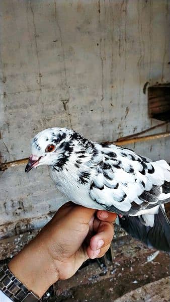 Mix fancy pigeon/9 best quality pigeon urgent for sale 6