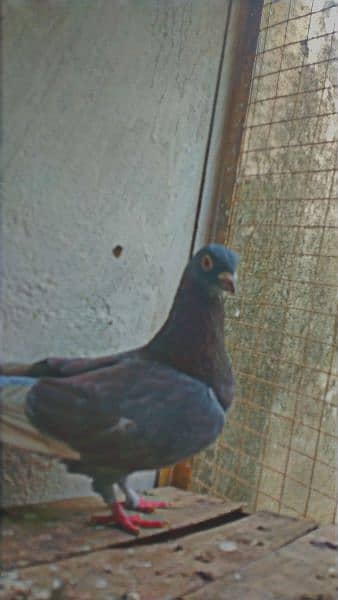 Mix fancy pigeon/9 best quality pigeon urgent for sale 7