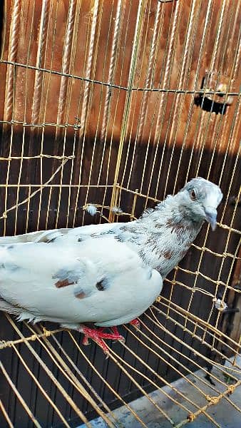 Mix fancy pigeon/9 best quality pigeon urgent for sale 8