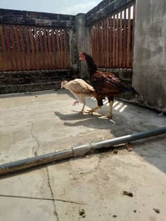 Aseel Murga pair for sell 0