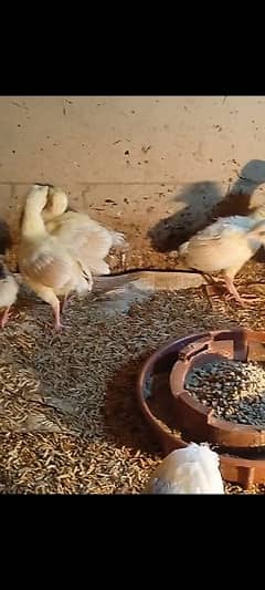 Peacock chicks