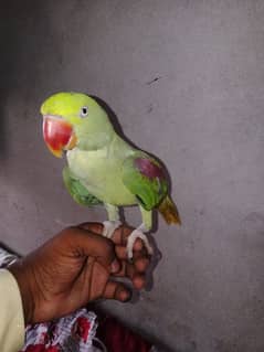 Kashmiri Raw parrot female ha