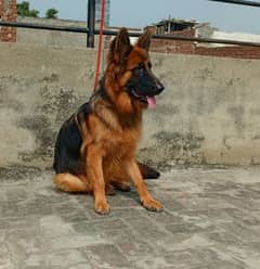 Superb High Quality Long hair Female Good chance Gsd lovers for sale