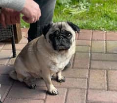 pug