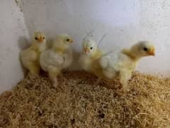 White buff chicks Rs 350 choozay