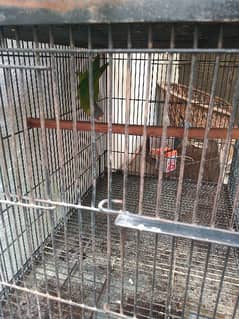 plum head parrot for sale with cages and chicks