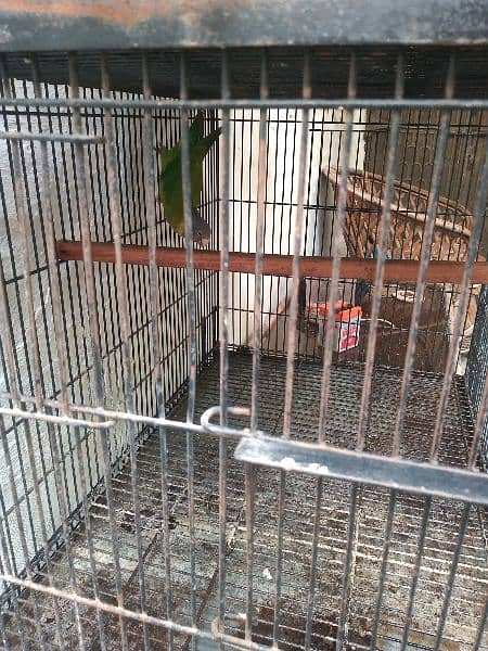 plum head parrot for sale with cages and chicks 0