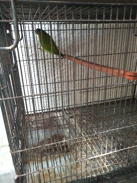 plum head parrot for sale with cages and chicks 1