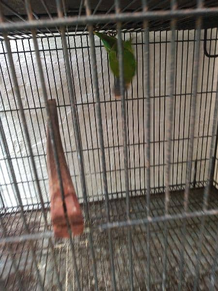 plum head parrot for sale with cages and chicks 2