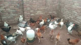 Hens For Sale Urgent