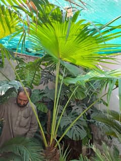 Table palm healty green 7 feet tall