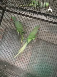 50 pair of raw parrot and 50 pair of desi parrot