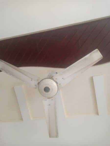 floor fan +celing fans 3