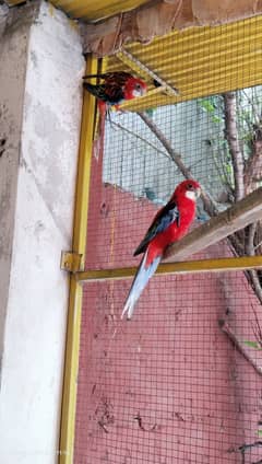 Rosella