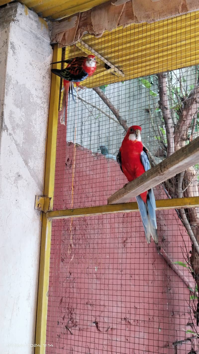 Rosella 1