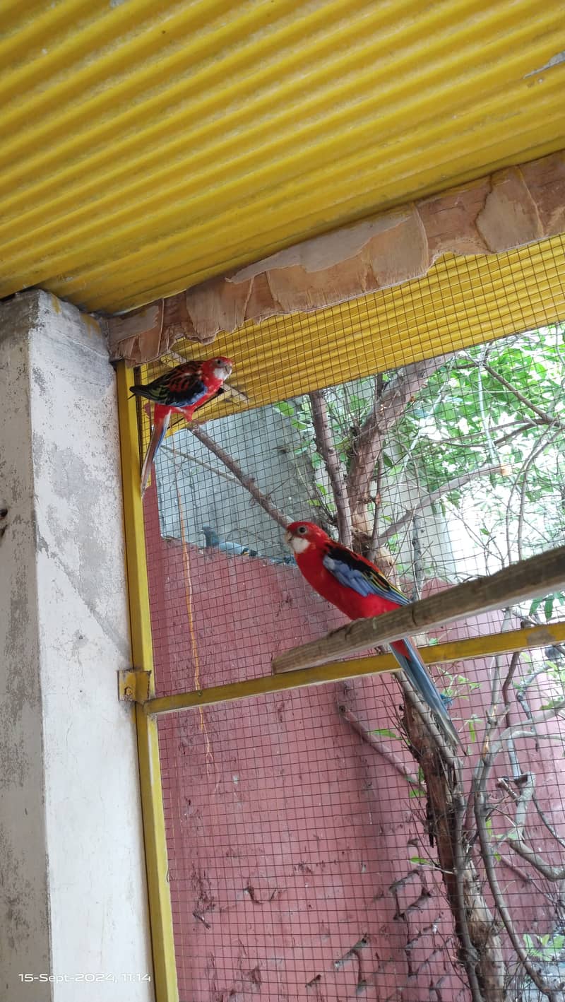 Rosella 2