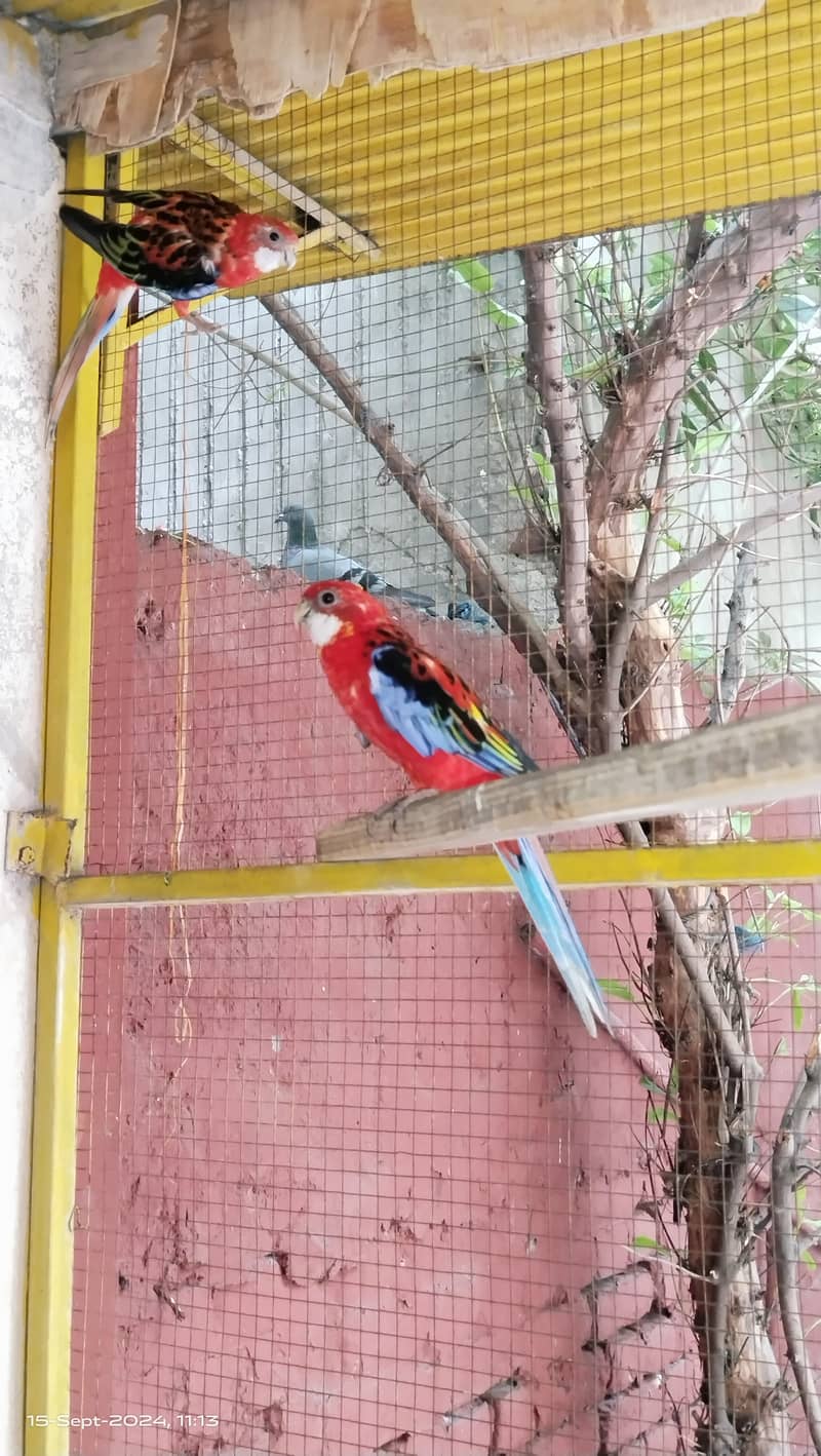 Rosella 3