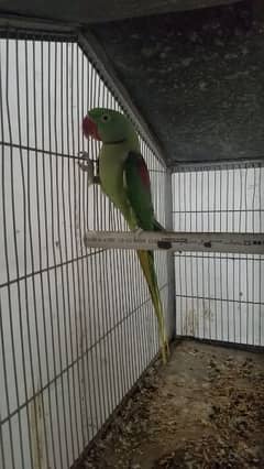 Alexander raw parrot not hand time only breeding