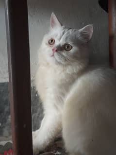 Beautiful juniour moju  male cat punch piki face 6 months old