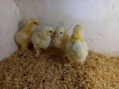 White buff chicks Rs 350 choozay