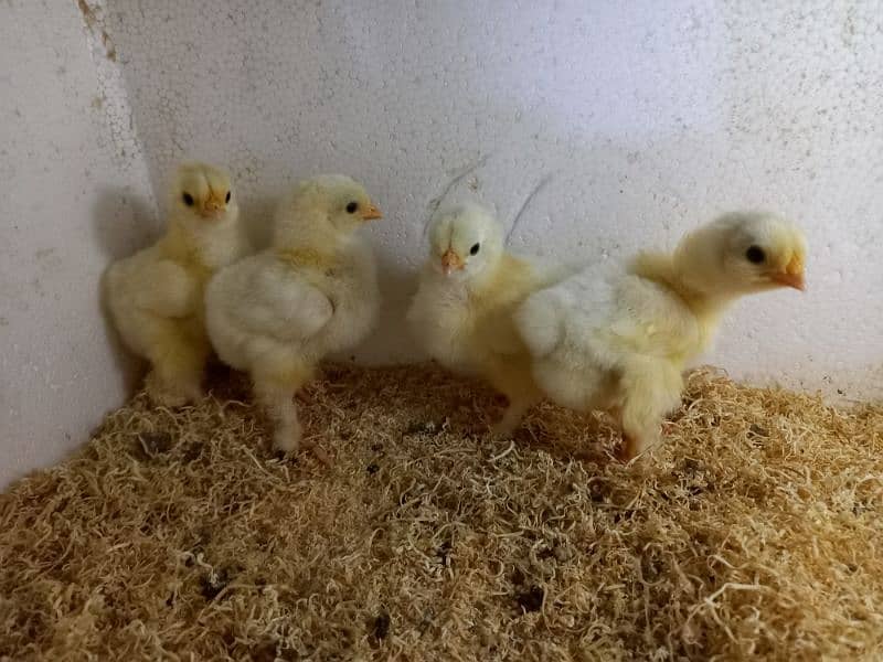 White buff chicks Rs 350 choozay 1