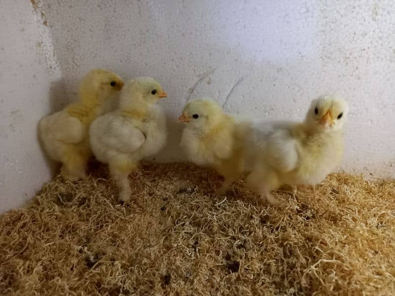 White buff chicks Rs 350 choozay 2