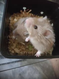 hamster for sell ready to breed