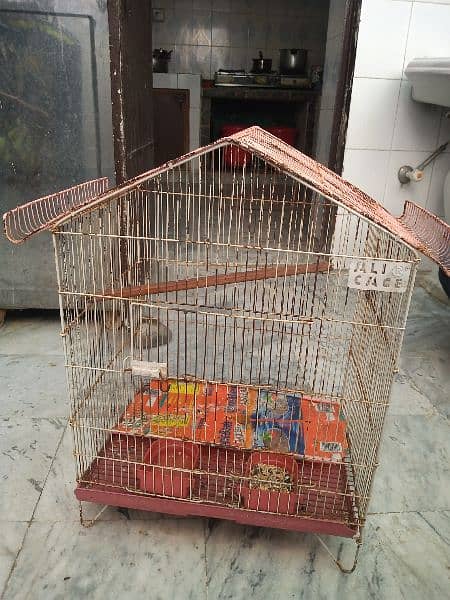 plum head parrot for sale with cages and chicks 5