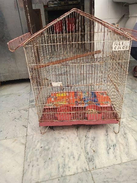 plum head parrot for sale with cages and chicks 6