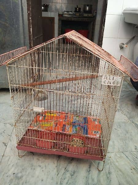 plum head parrot for sale with cages and chicks 7