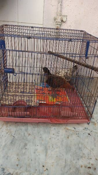 plum head parrot for sale with cages and chicks 8