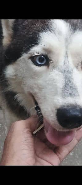 pure Siberian husky with all qualities 3