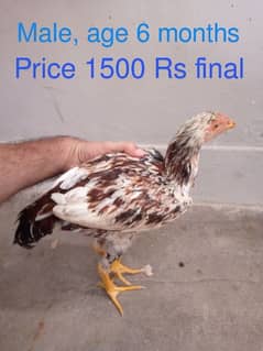 Aseel Chicks for Sale 0