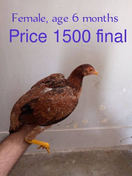 Aseel Chicks for Sale 1