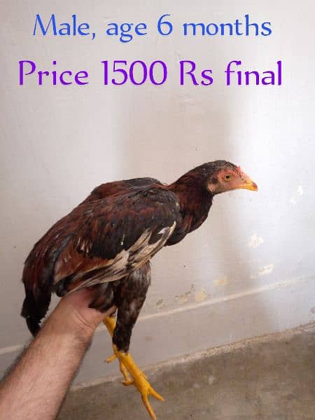 Aseel Chicks for Sale 2