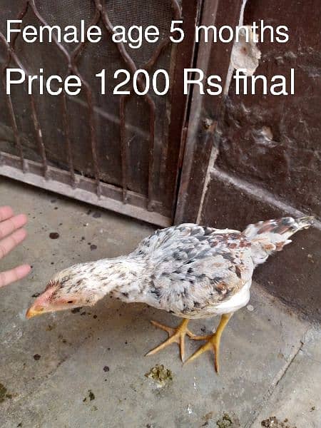 Aseel Chicks for Sale 4