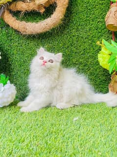 Beautifull long coated female kitten