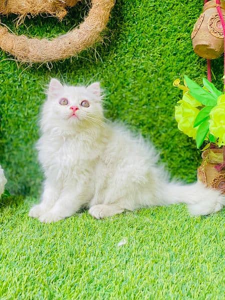 Beautifull long coated female kitten 1