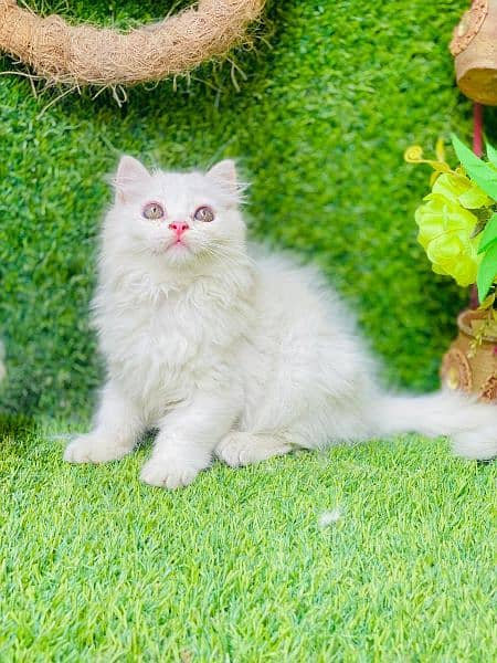 Beautifull long coated female kitten 2