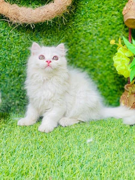 Beautifull long coated female kitten 3