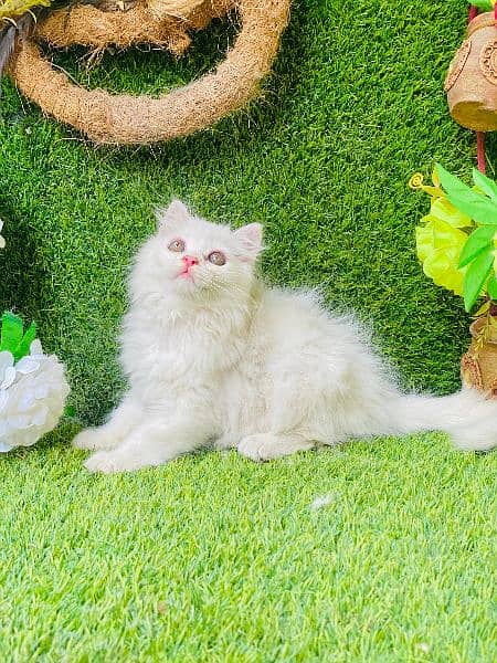 Beautifull long coated female kitten 4