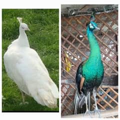 Green java peacock breeder male and white breeder female