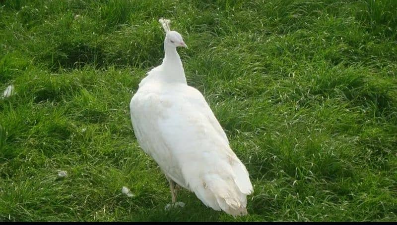 Green java peacock breeder male and white breeder female 1