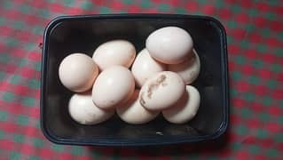 mian wali seel eggs