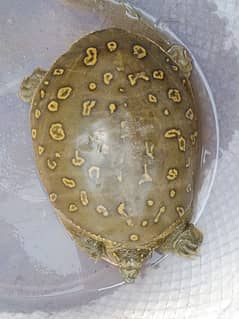 Medium Size of turtle