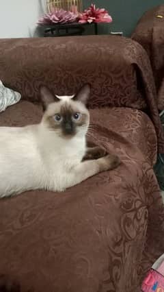 Siamese White Cat 10 months