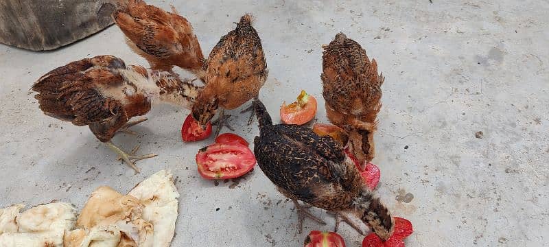 chickens baby with cage 2