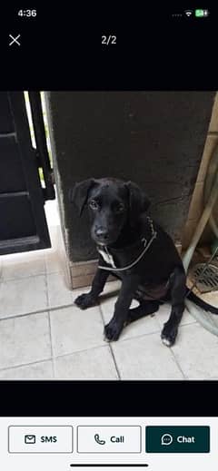 labrador mix dog puppy