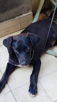 labrador dog puppy