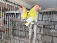 love birds or Australian breeder pair for sale granthi ha pair ki